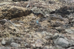 Todiramphus sanctus vagans