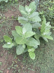 Calotropis