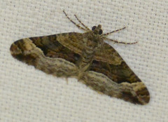 Xanthorhoe biriviata