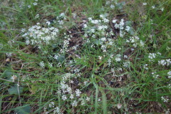 Asperula cynanchica