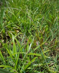 Glyceria declinata