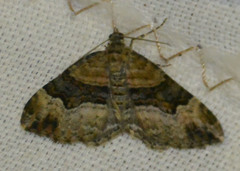 Xanthorhoe biriviata