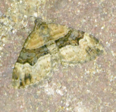 Xanthorhoe biriviata