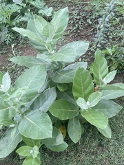Calotropis