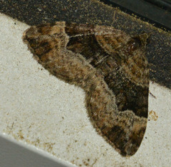 Xanthorhoe biriviata