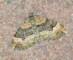 Xanthorhoe biriviata