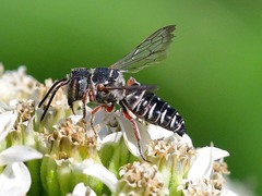 Coelioxys octodentatus