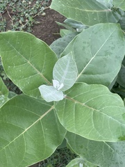 Calotropis