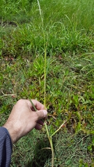 Glyceria declinata