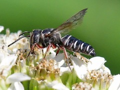Coelioxys octodentatus
