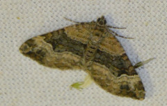 Xanthorhoe biriviata