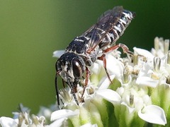 Coelioxys octodentatus