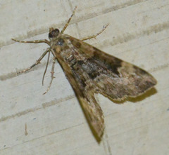 Xanthorhoe biriviata