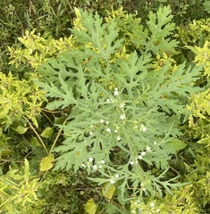 Parthenium hysterophorus