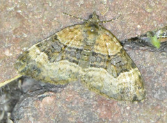 Xanthorhoe biriviata