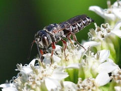 Coelioxys octodentatus