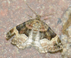 Xanthorhoe biriviata