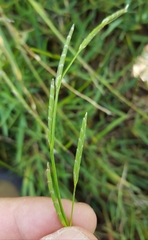 Glyceria declinata