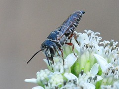 Coelioxys octodentatus