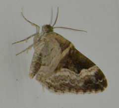 Xanthorhoe biriviata