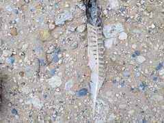 Caracara plancus cheriway
