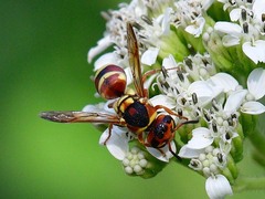 Euodynerus annulatus