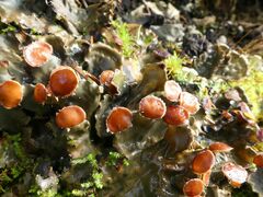 Peltigera horizontalis