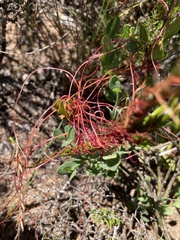 Cuscuta nitida