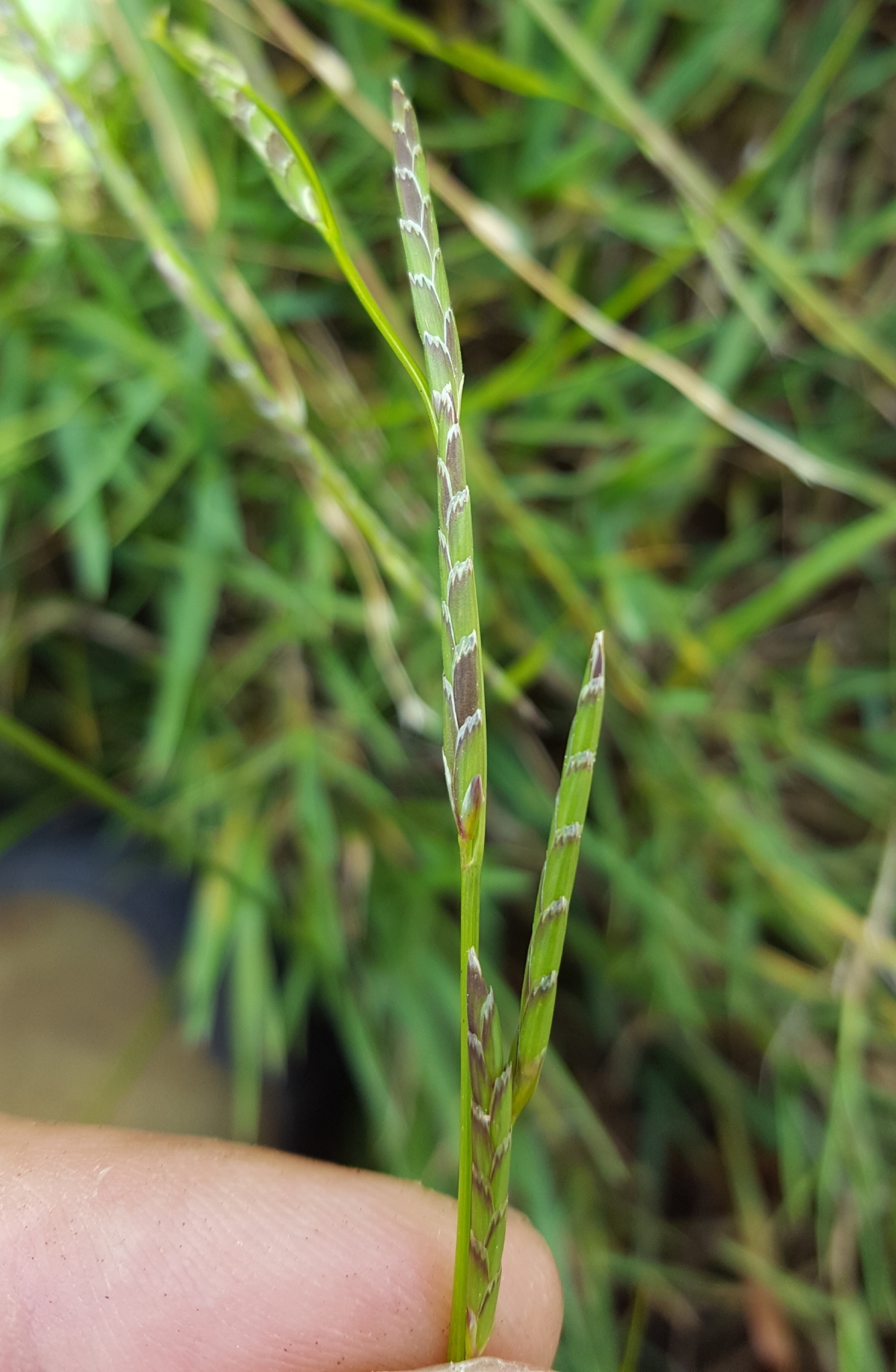 (c) François Rousseu, certains droits réservés (CC BY-NC) https://www.inaturalist.org/observations/138528381
