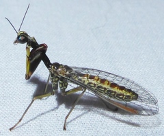 Leptomantispa pulchella