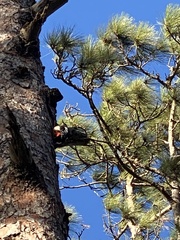 Dendrocopos major canariensis