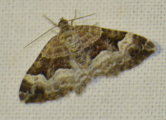 Xanthorhoe biriviata