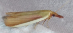 Peoria approximella