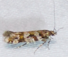 Aristotelia devexella