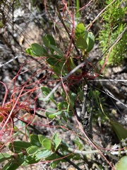 Cuscuta nitida