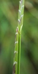 Glyceria declinata