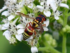 Euodynerus annulatus