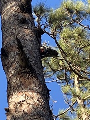 Dendrocopos major canariensis