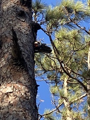 Dendrocopos major canariensis