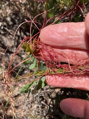 Cuscuta nitida