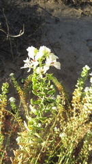 Dimorphocarpa wislizeni