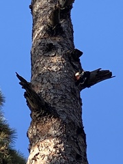 Dendrocopos major canariensis