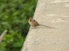 Schoeniophylax phryganophilus