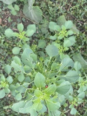 Acalypha indica