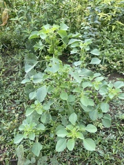 Acalypha indica