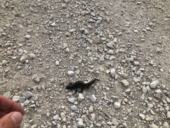 Ambystoma tigrinum