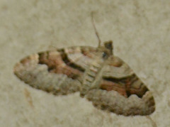 Xanthorhoe designata