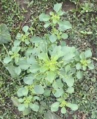 Acalypha indica