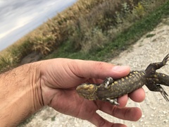 Ambystoma tigrinum