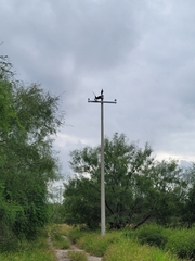 Caracara plancus cheriway